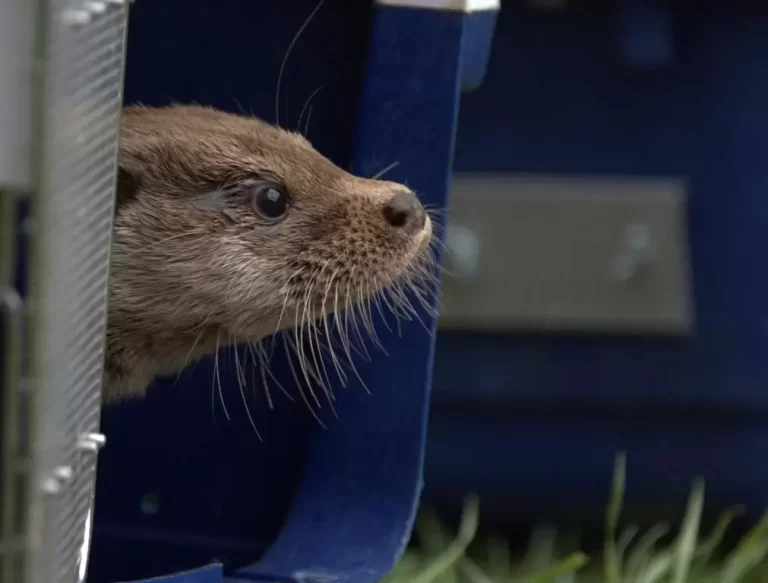 Puštanje vidre na Plitvičkim jezerima
