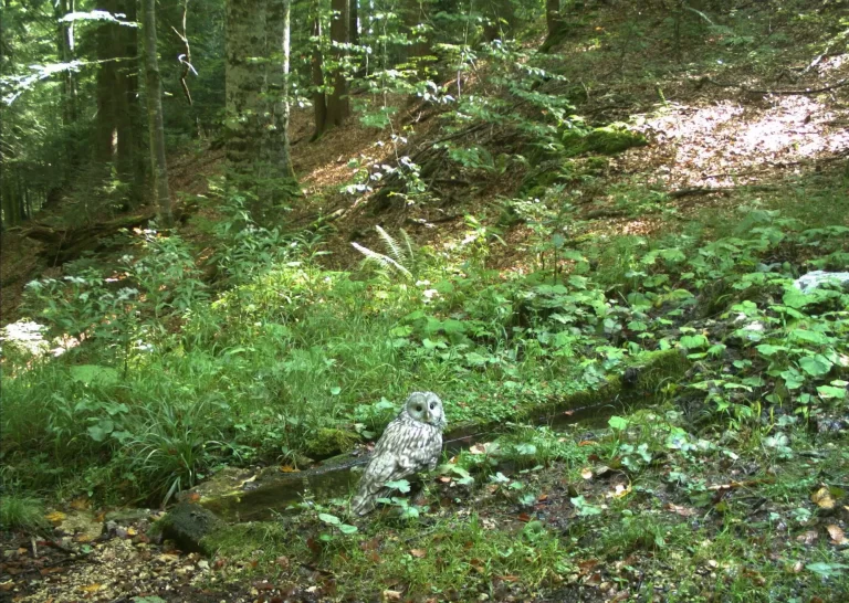 Sove Nacionalnog parka Plitvička jezera