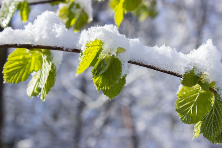 Close-up of fresh green leaves dusted with winter snow, showcasing the contrast between seasons.