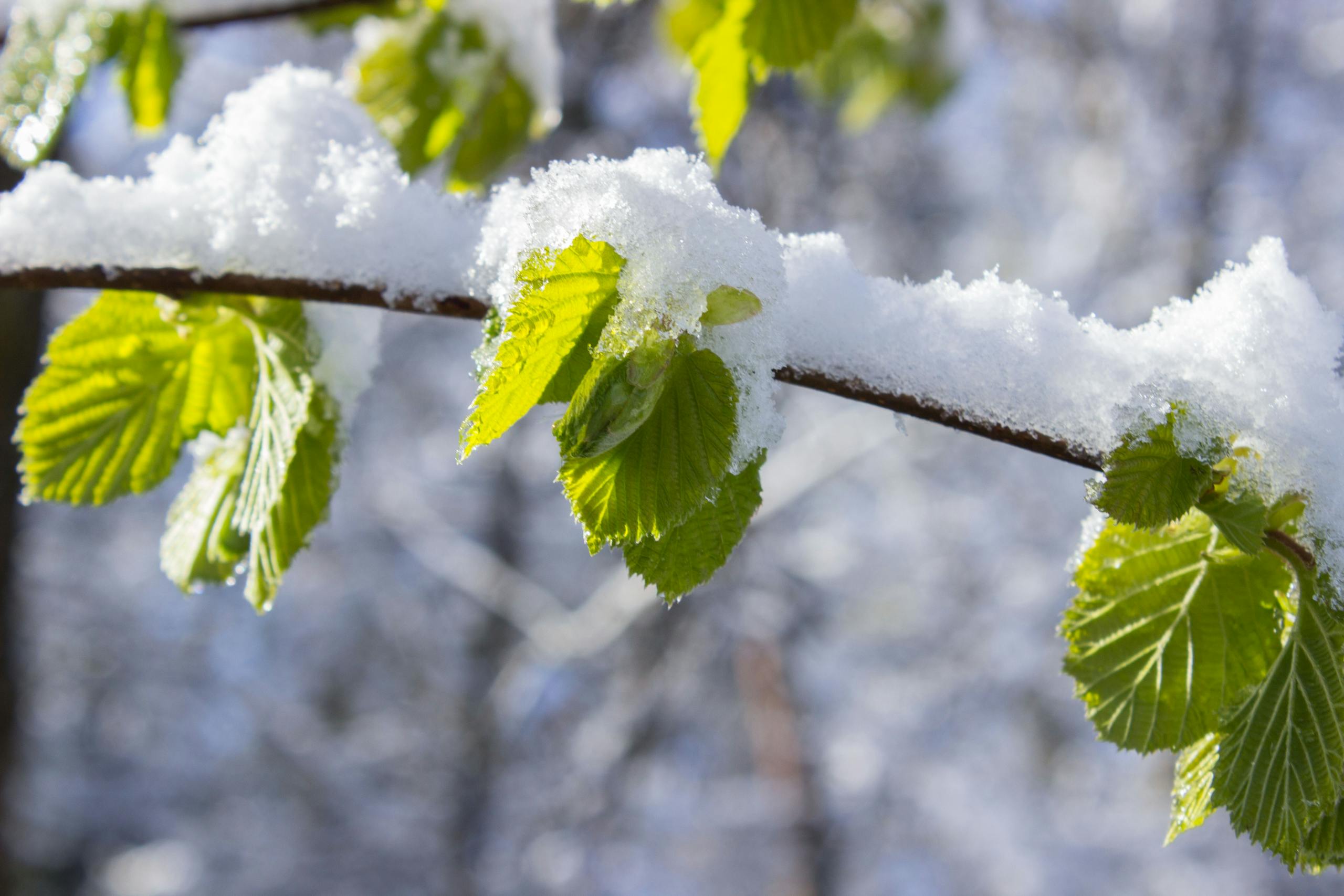 Close-up of fresh green leaves dusted with winter snow, showcasing the contrast between seasons.
