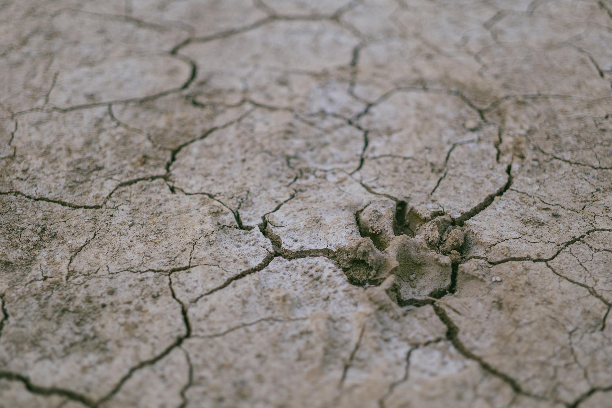 A paw print on a cracked, dry ground symbolizing drought and arid conditions.