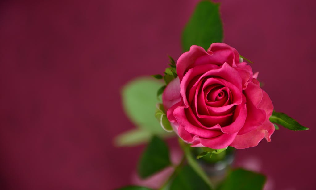 A vibrant pink rose captured in detail, perfect for romantic themes.