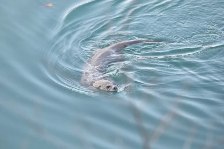 Pogledajte vidru na području Parka – tajnoviti stanovnik Plitvičkih jezera
