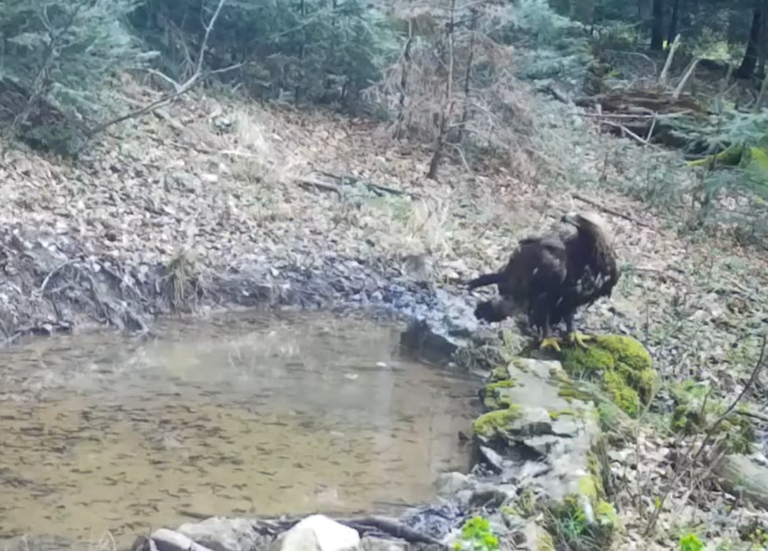 Vrhunski grabežljivac u Parku: Automatska kamera snimila surog orla