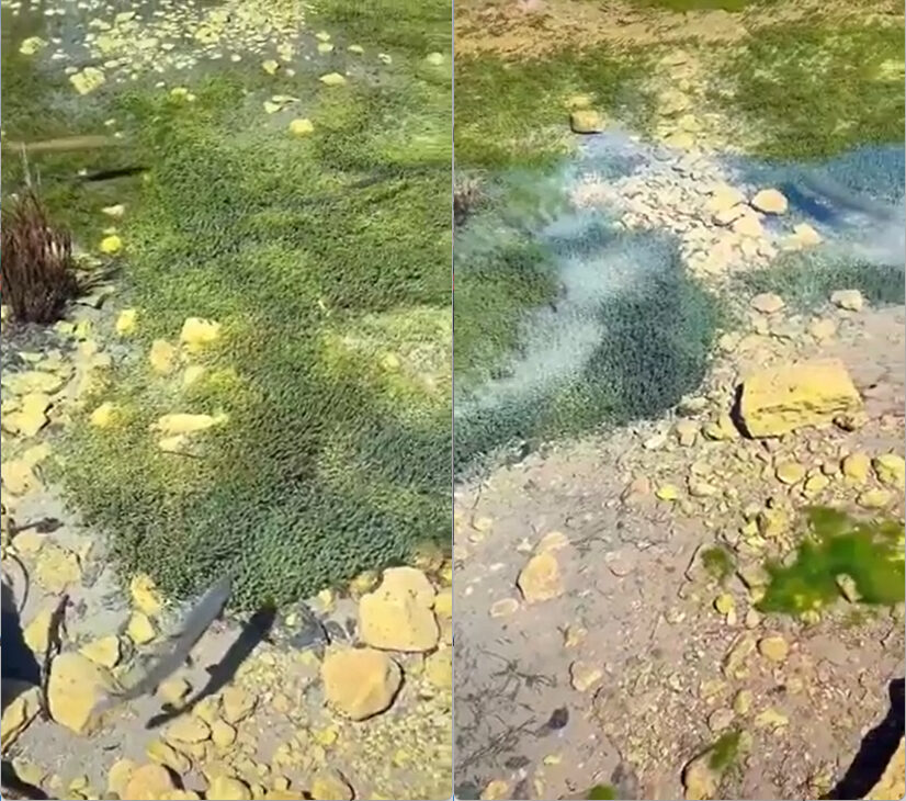 Plitvice-Lakes-Clear-water-Foto-gffgsdadsf-01