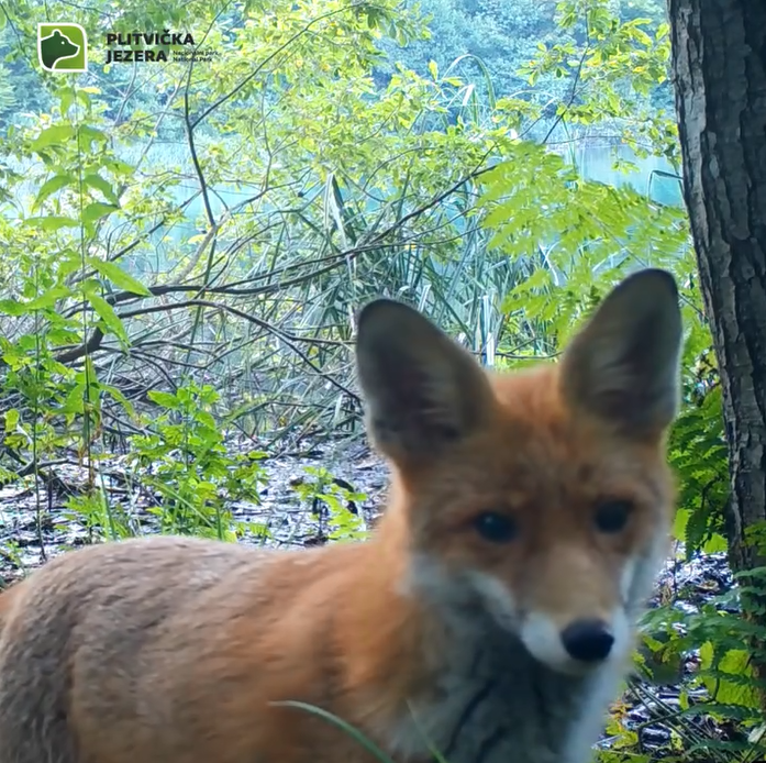 Pogledajte video: Lisice uhvaćene kamerama u šumama Plitvičkih jezera