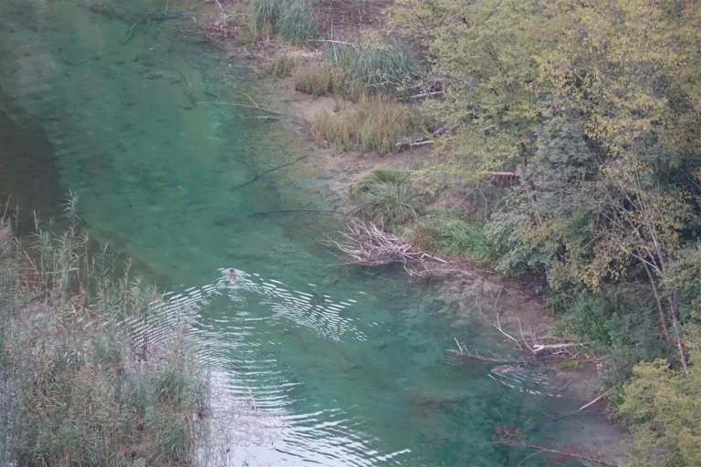 Znate li koliko dabrova živi na Plitvicama? Novi podaci iznenađuju